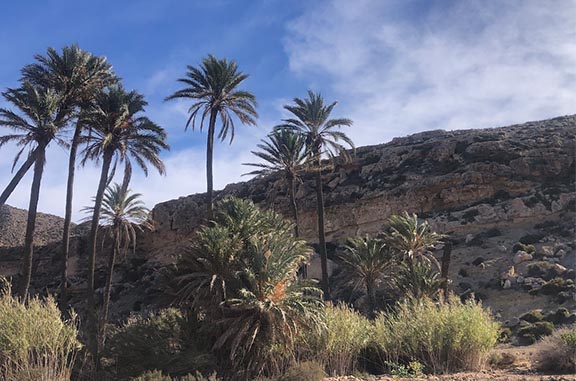 Palmeras en El Playazo Cabo de Gata